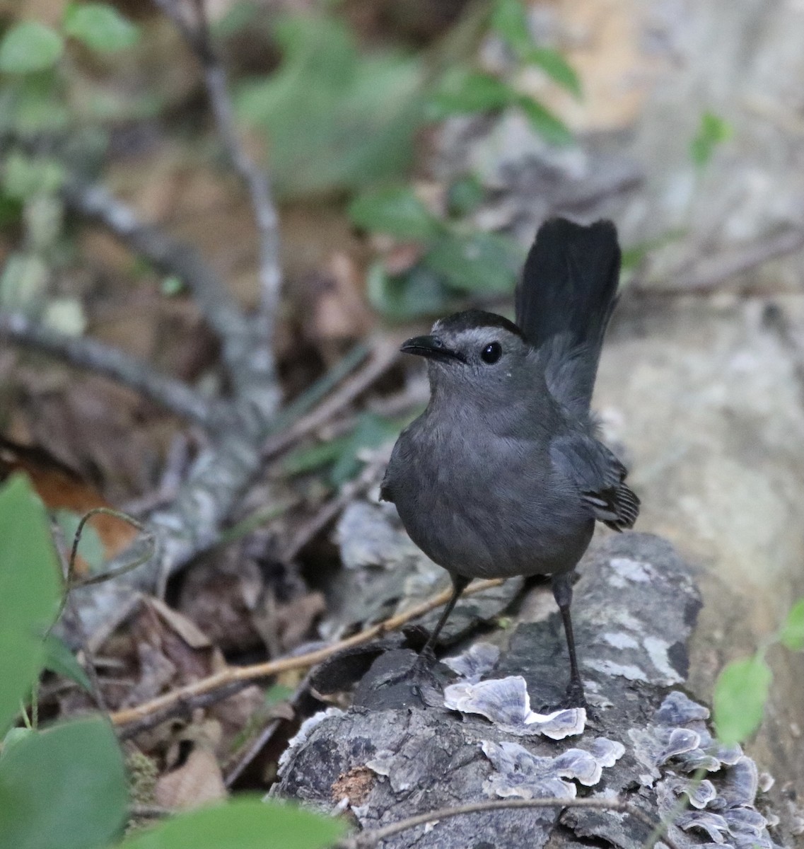 Pájaro Gato Gris - ML336991631