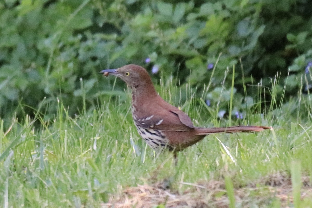 Brown Thrasher - ML336991681