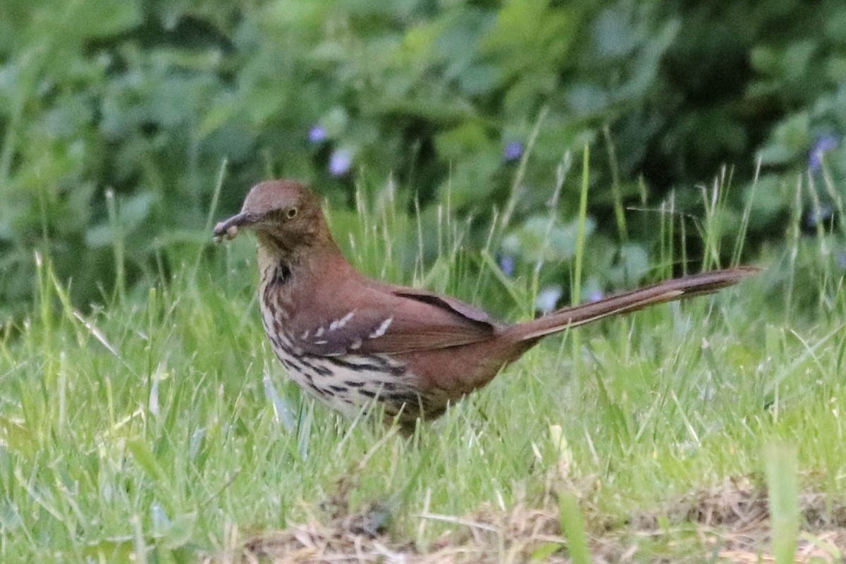 Brown Thrasher - ML336991701