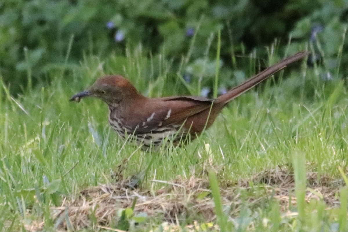 Brown Thrasher - ML336991731