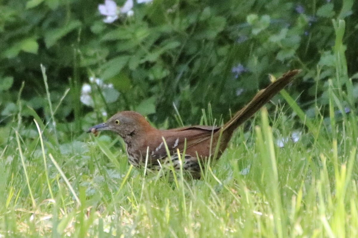 Brown Thrasher - ML336991751