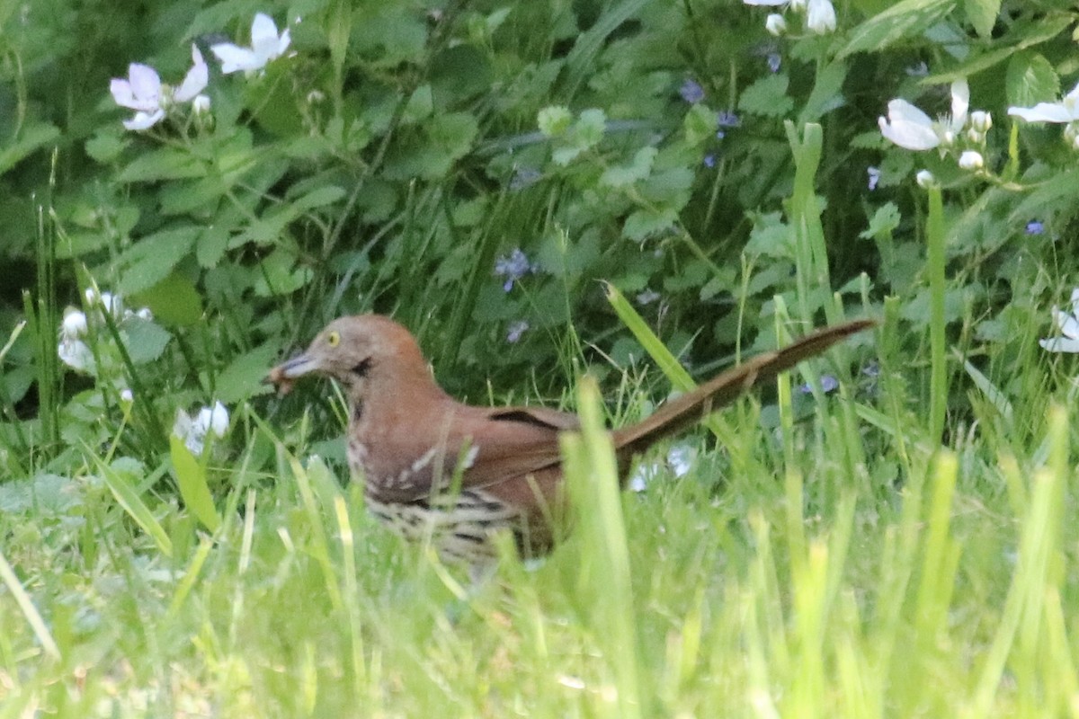 Brown Thrasher - ML336991771