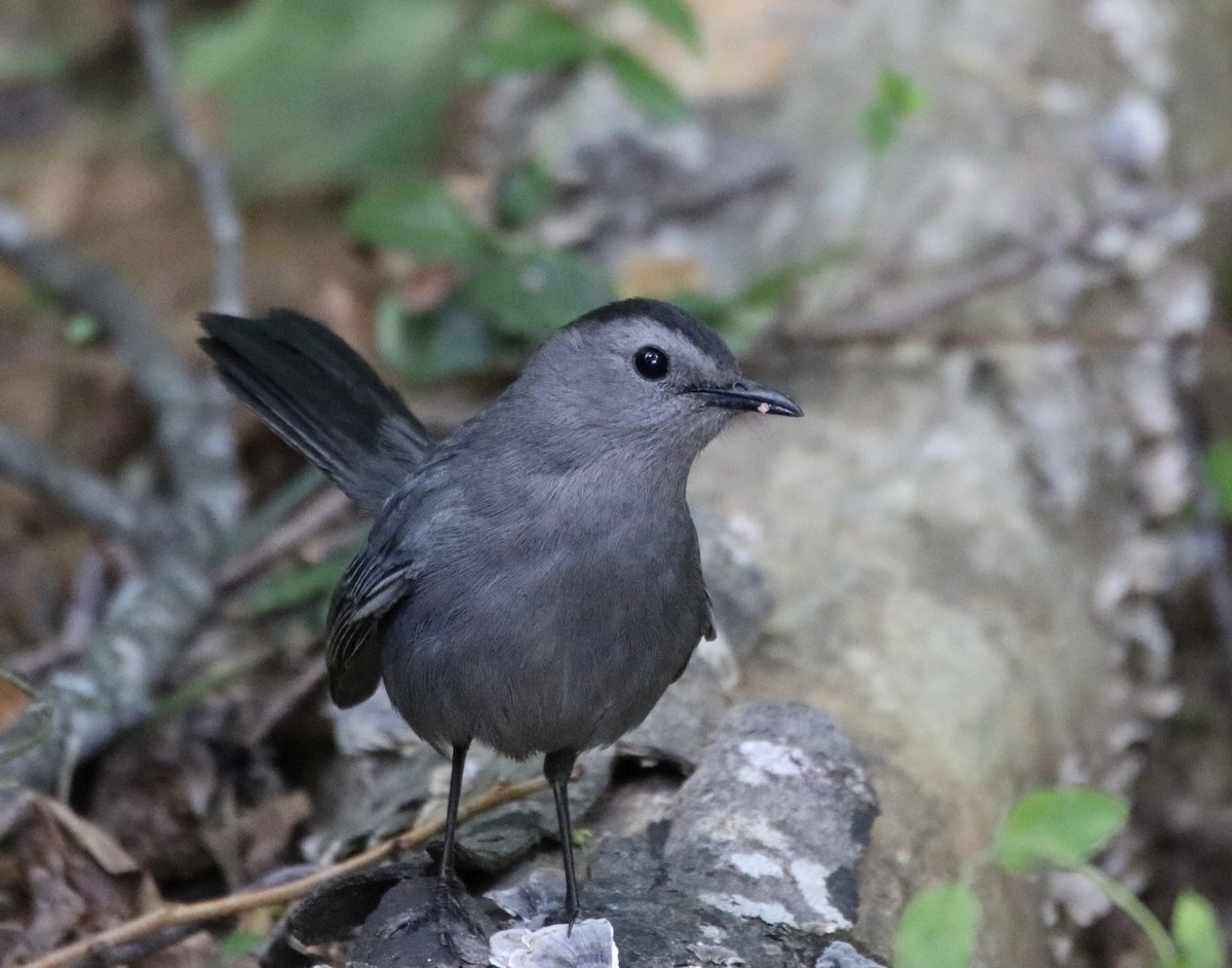 Pájaro Gato Gris - ML336991791