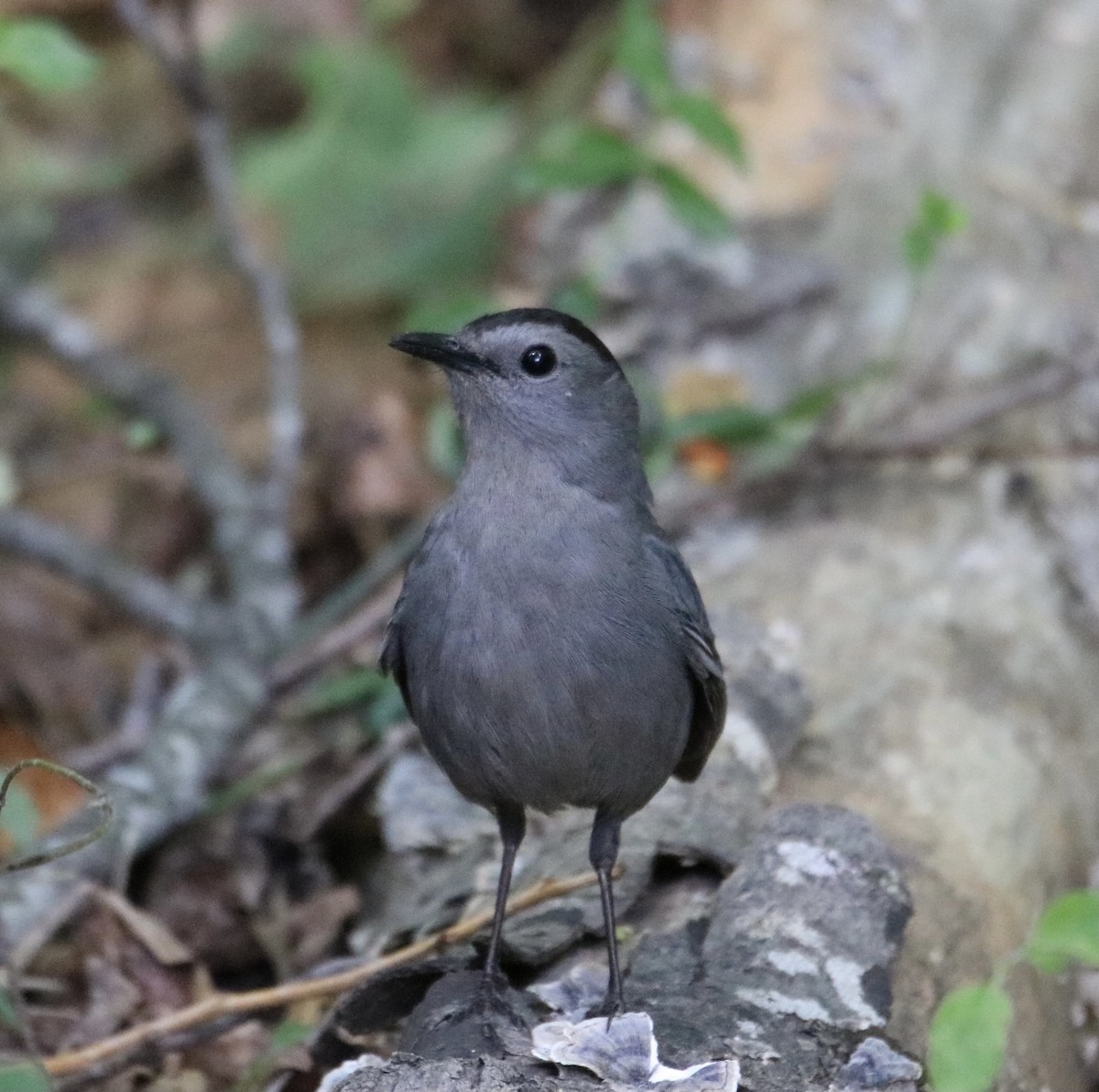 Pájaro Gato Gris - ML336991811