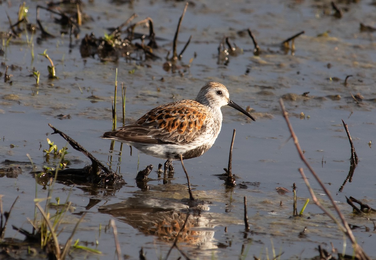 Dunlin - ML336991841