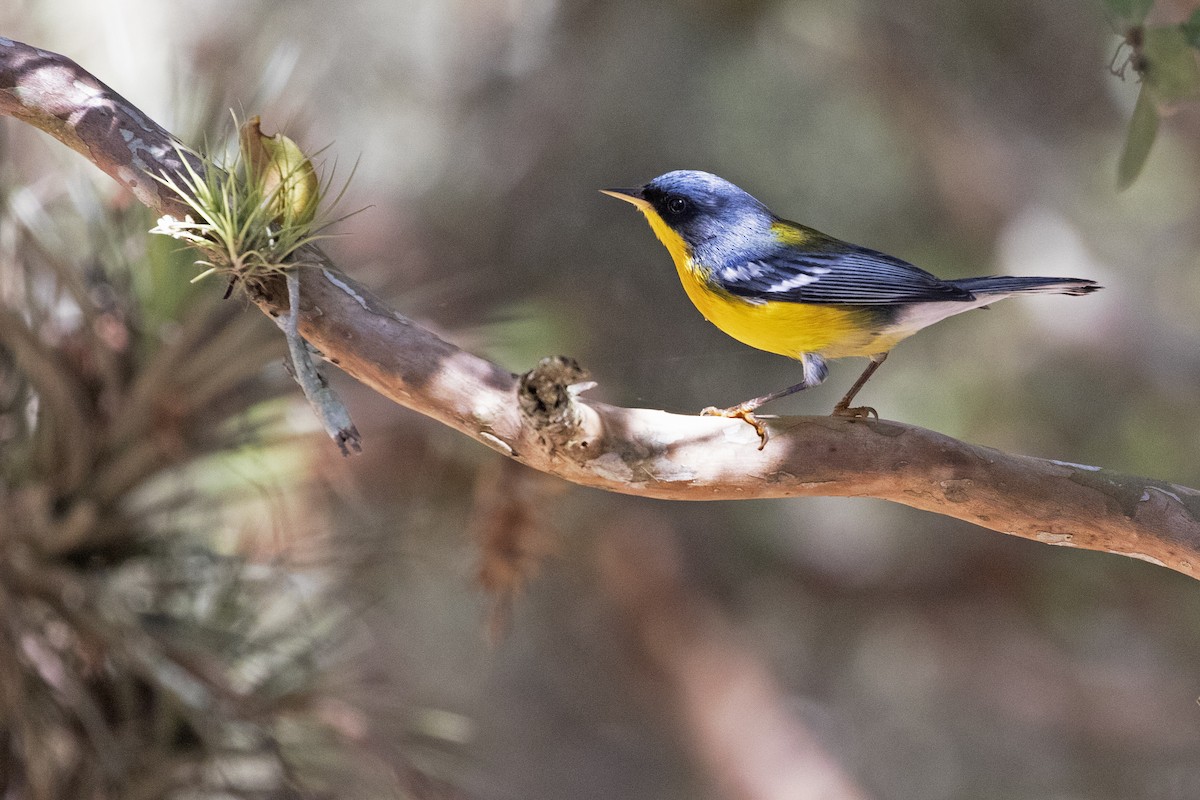 Tropical Parula - Leonildo Piovesan