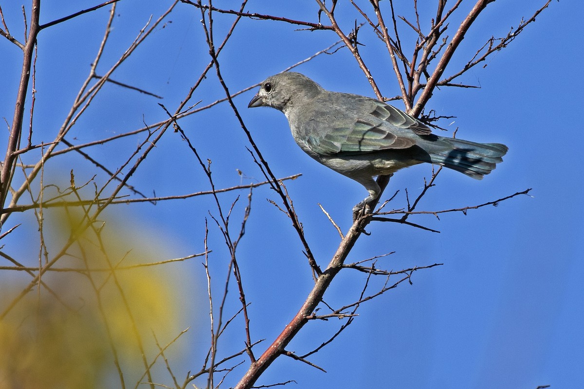 Sayaca Tanager - Leonildo Piovesan