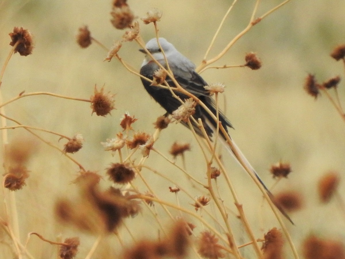 Scissor-tailed Flycatcher - ML336993791