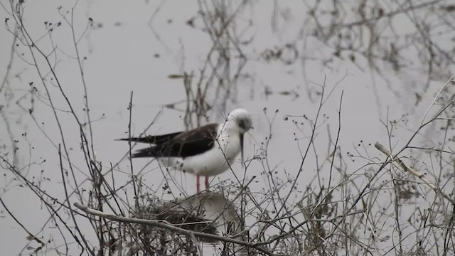 Black-winged Stilt - ML336994421