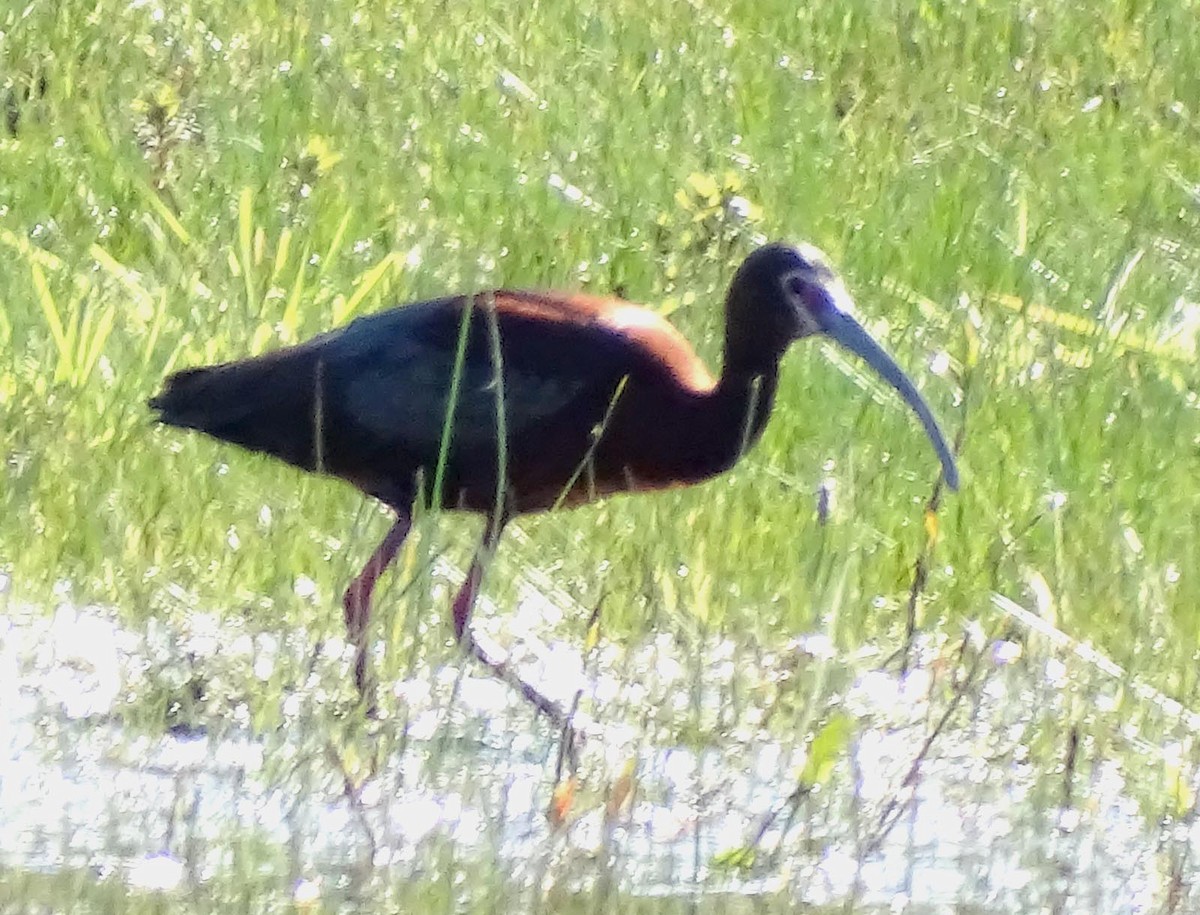 ibis americký - ML336994441