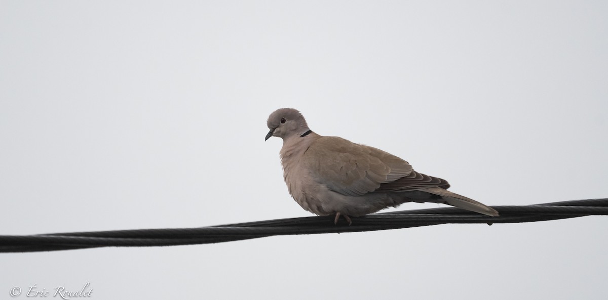 Eurasian Collared-Dove - ML336995281