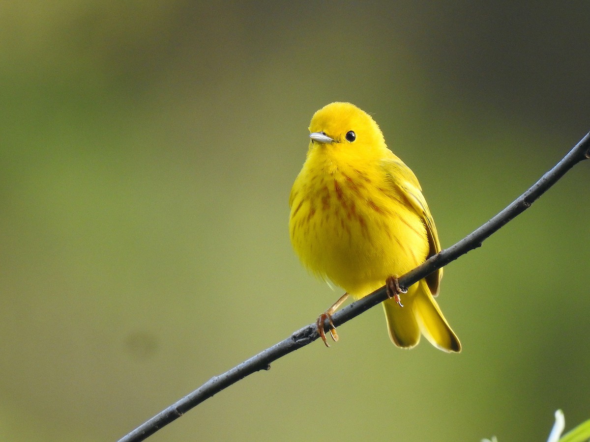 Yellow Warbler - ML336995421