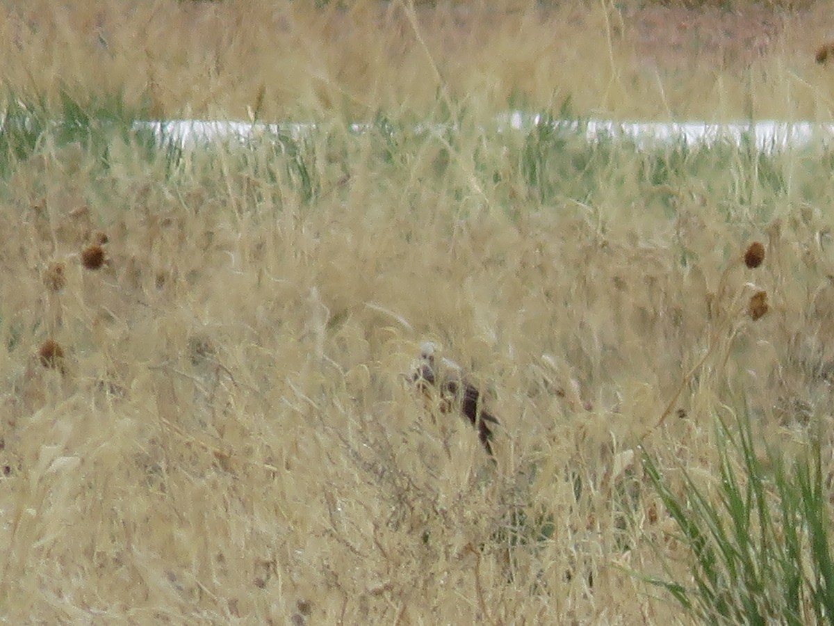 Scissor-tailed Flycatcher - ML336995431