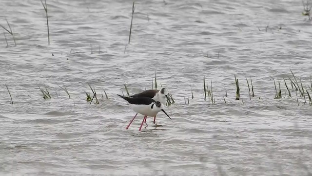 Black-winged Stilt - ML336998661