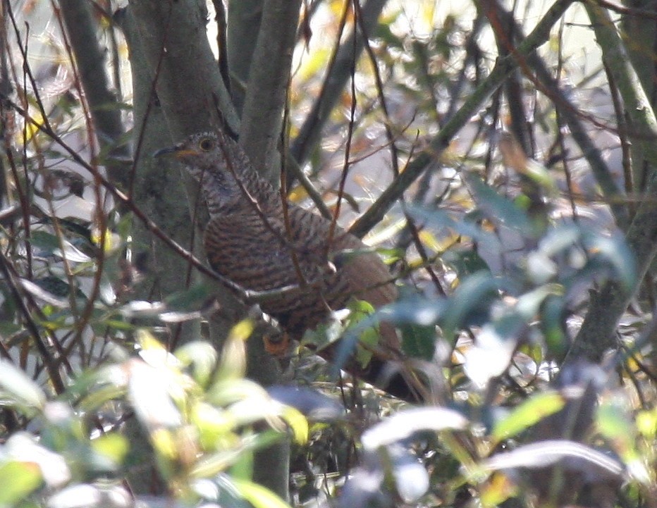 Common Cuckoo - ML336998851