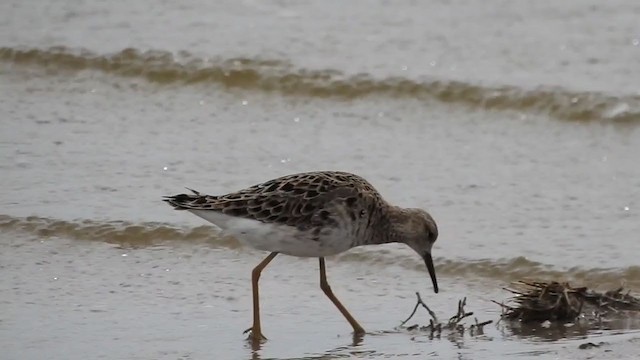 流蘇鷸 - ML336999251