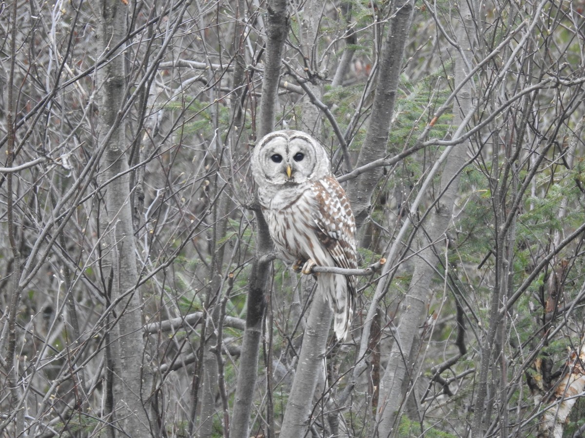Barred Owl - Rick Stronks