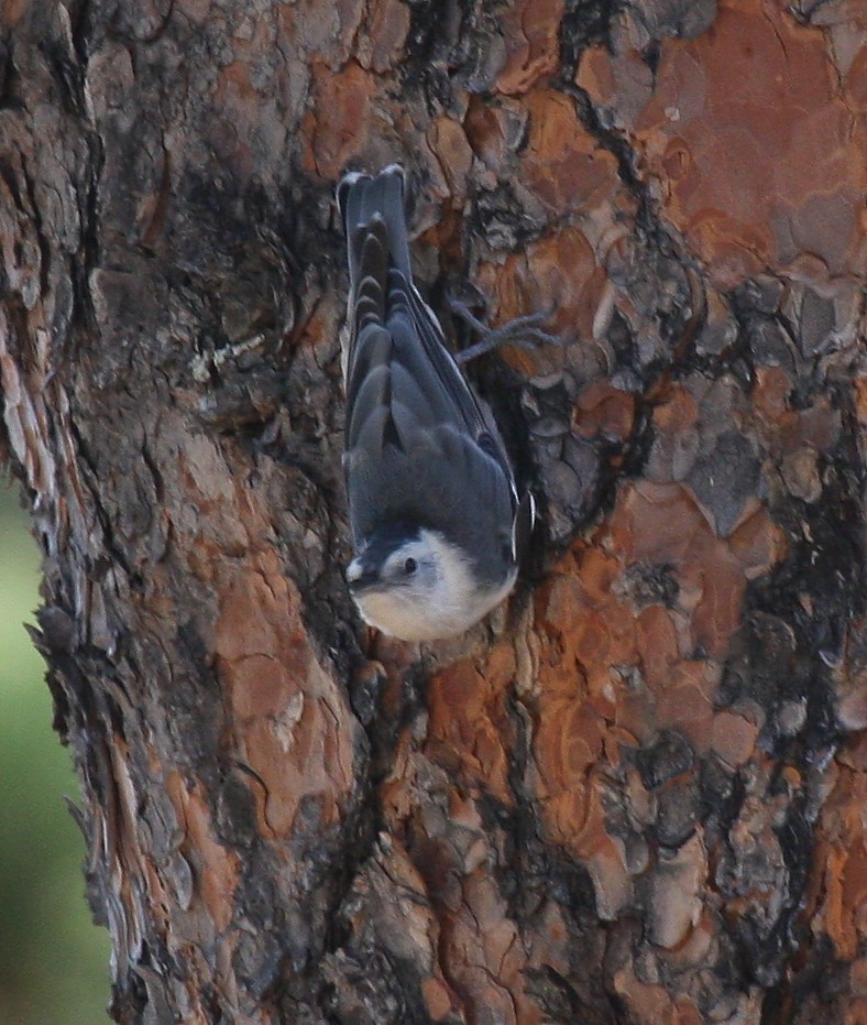 White-breasted Nuthatch - ML337000581