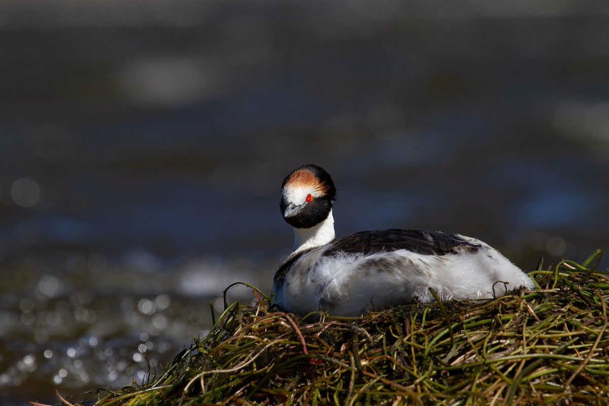 Hooded Grebe - Santiago Imberti