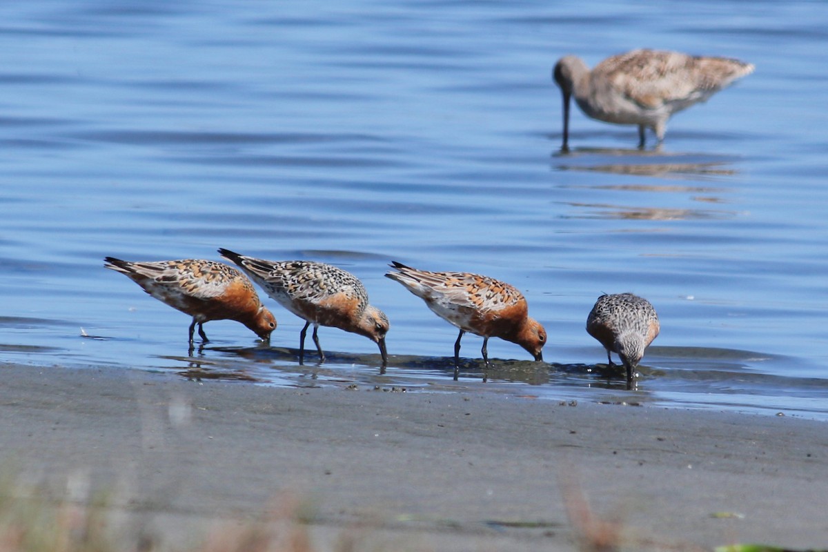 Red Knot - I'm Birding Right Now (Teresa & Miles Tuffli)