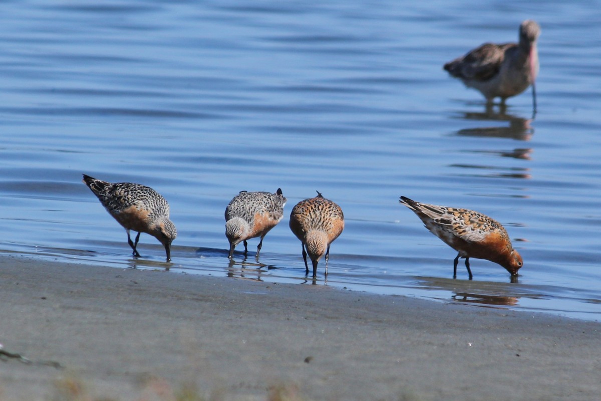 Red Knot - ML337002141