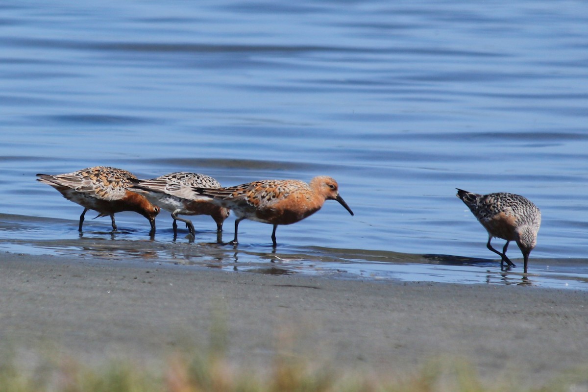 Red Knot - ML337002171