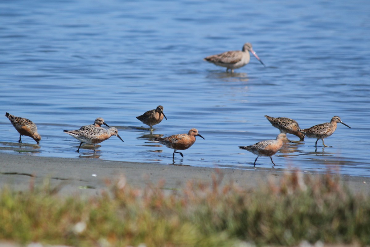 Red Knot - ML337002271