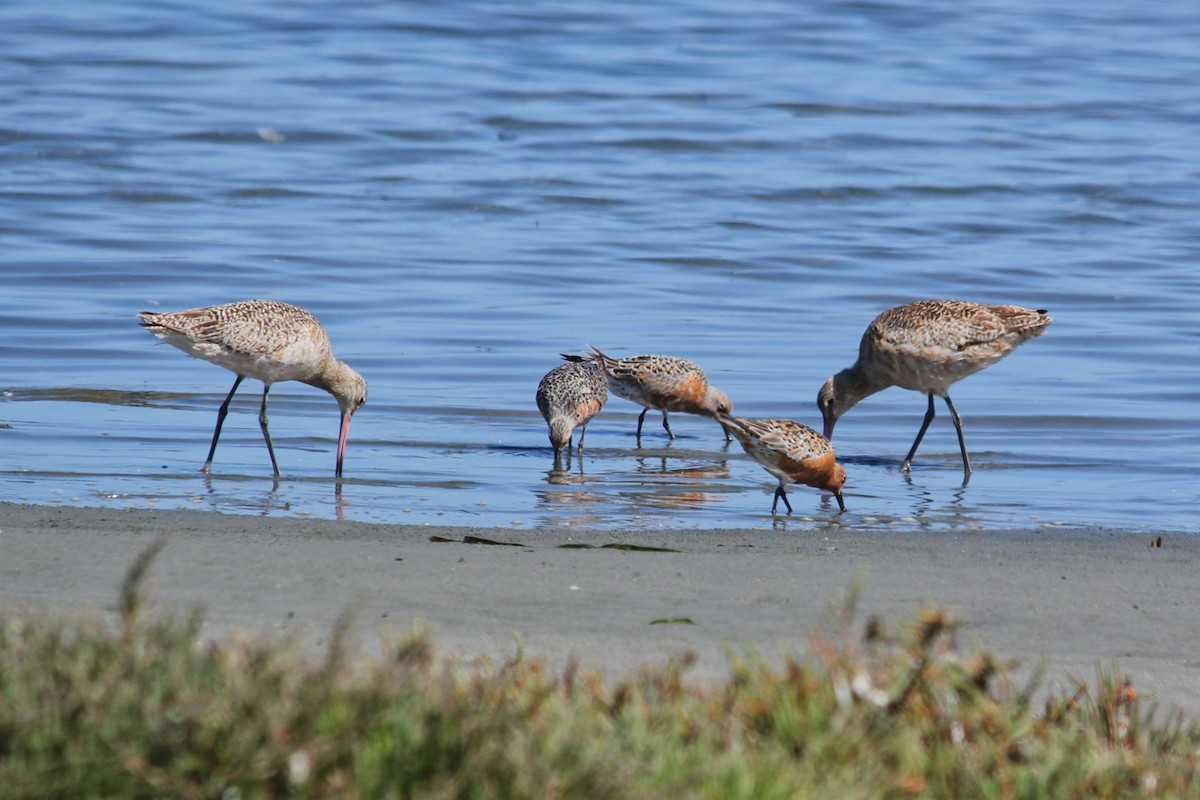 Red Knot - ML337002311