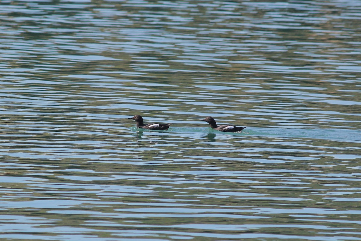 Pigeon Guillemot - I'm Birding Right Now (Teresa & Miles Tuffli)