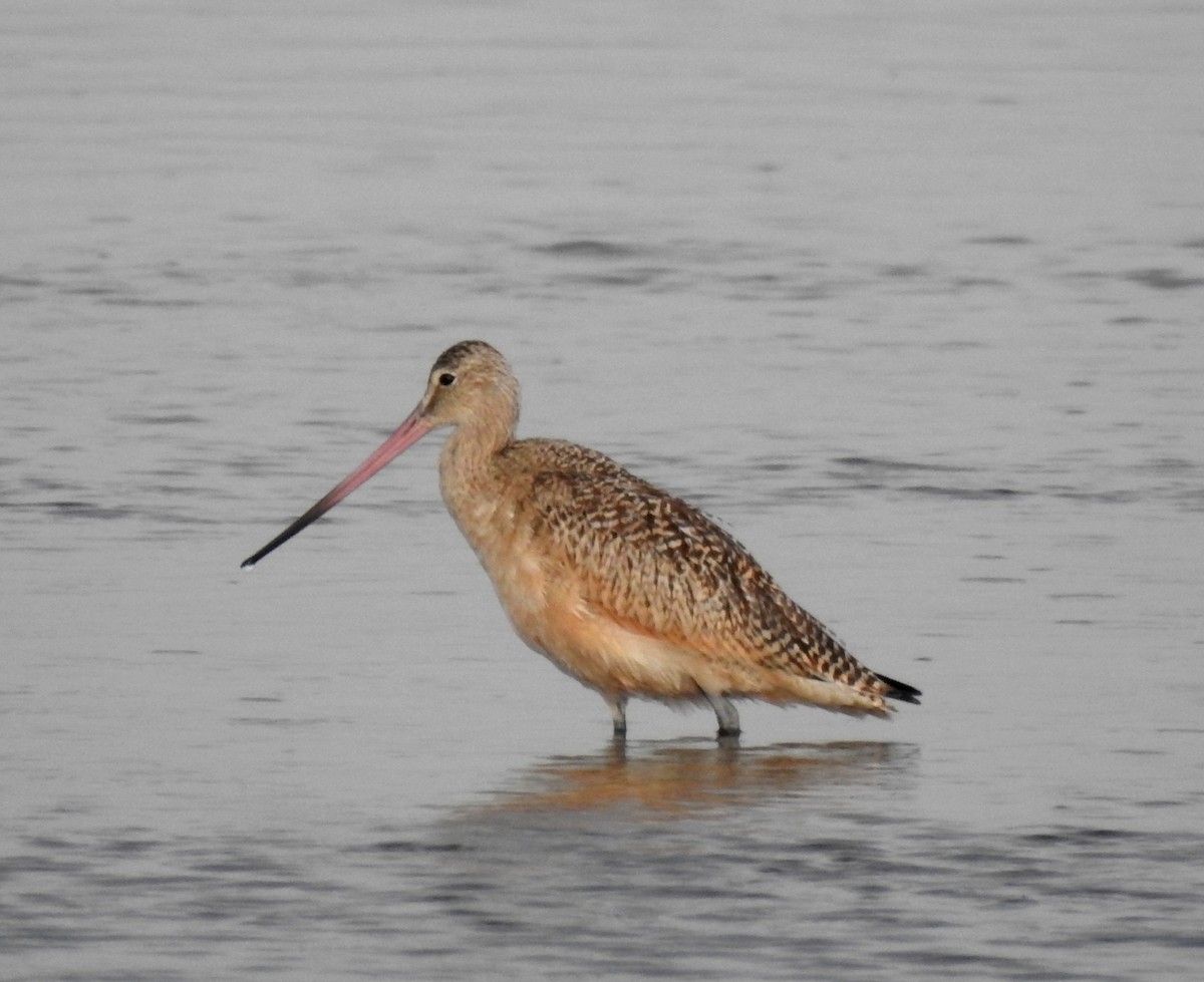 Marbled Godwit - Debbie Olavarria