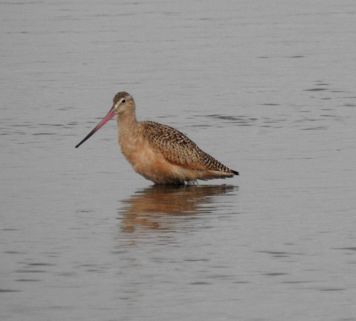 Marbled Godwit - Debbie Olavarria