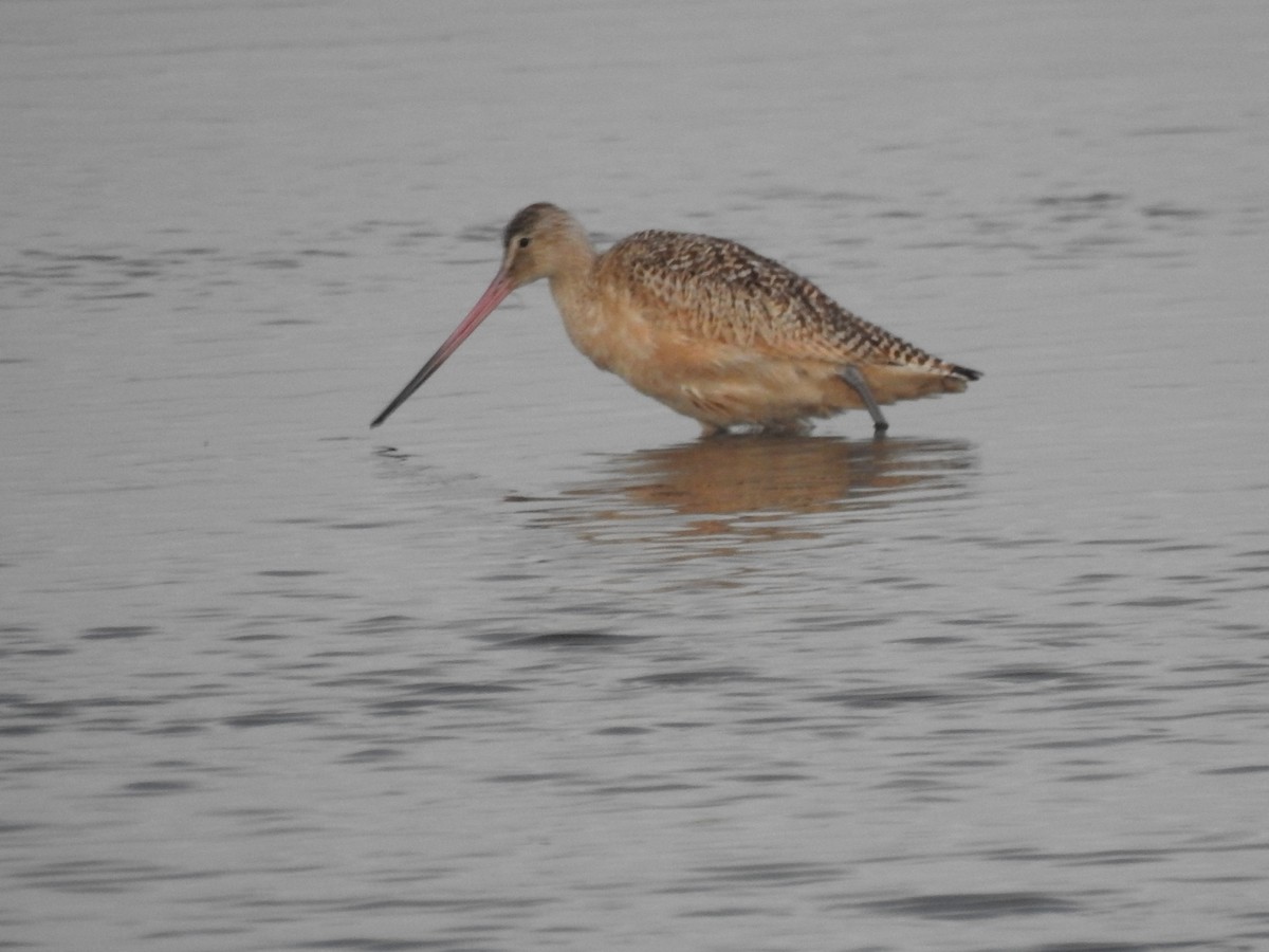 Marbled Godwit - Debbie Olavarria