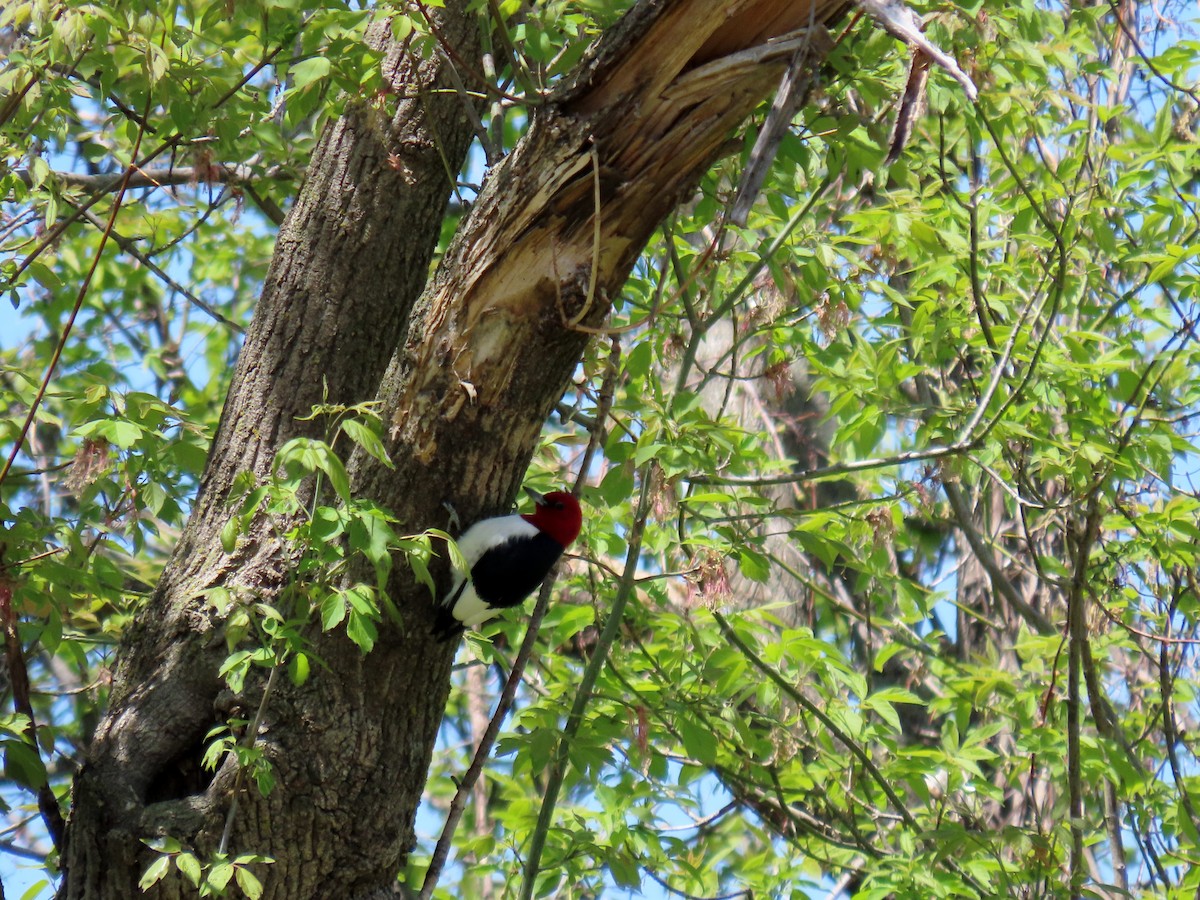 Red-headed Woodpecker - ML337005481