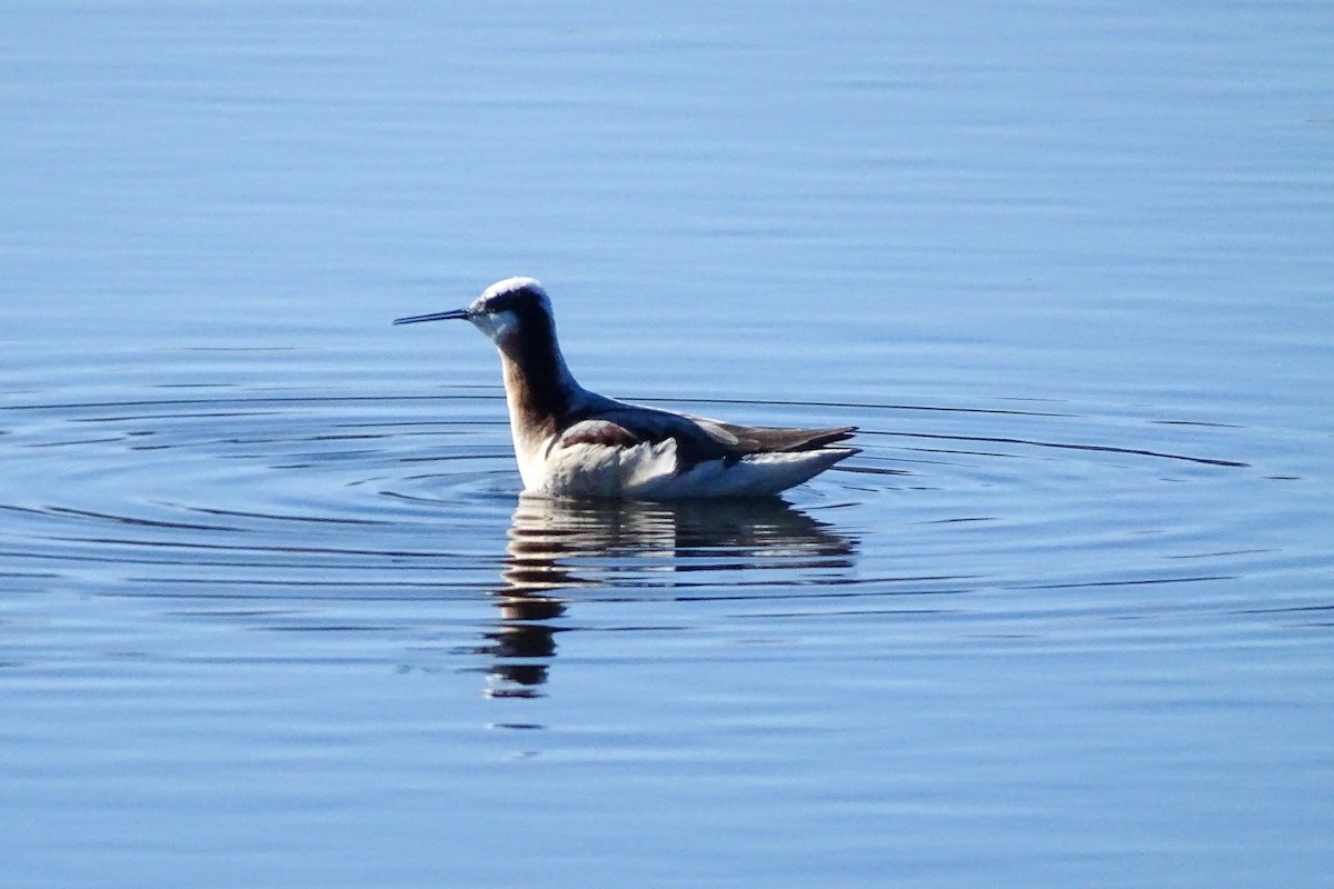 Wilson's Phalarope - Matt Plank