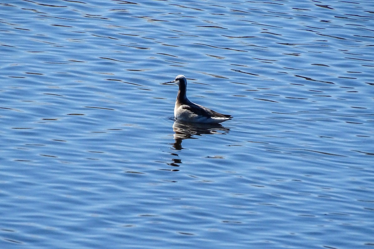 Wilson's Phalarope - Matt Plank