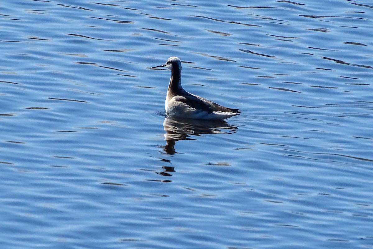 Wilson's Phalarope - Matt Plank