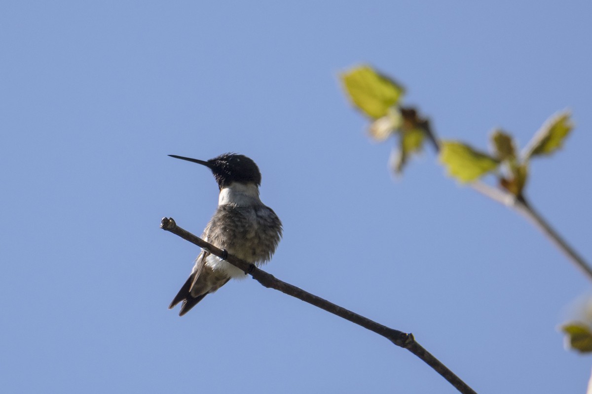 Ruby-throated Hummingbird - ML337006751