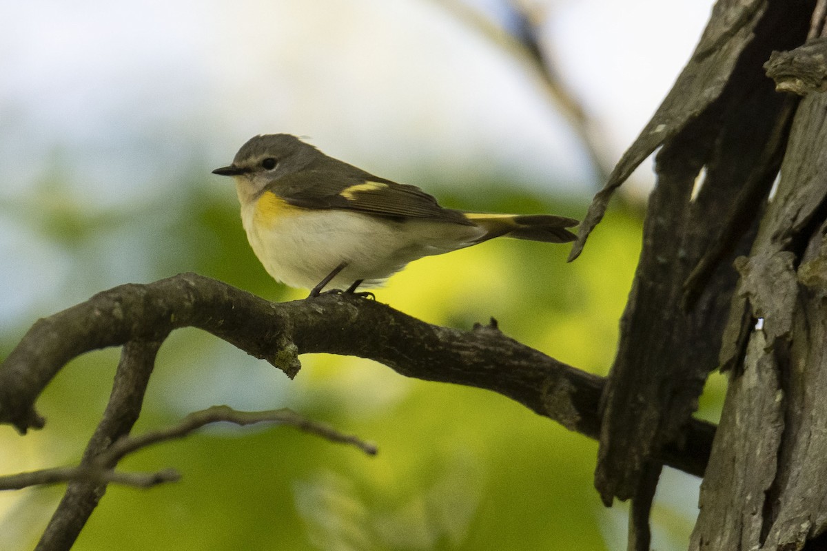 American Redstart - ML337007171