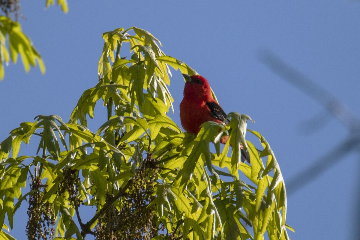 Scarlet Tanager - ML337007431
