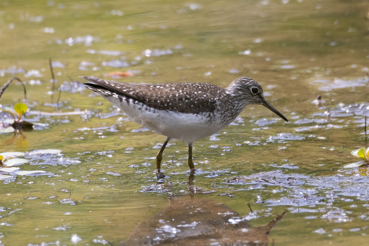 Solitary Sandpiper - ML337008371