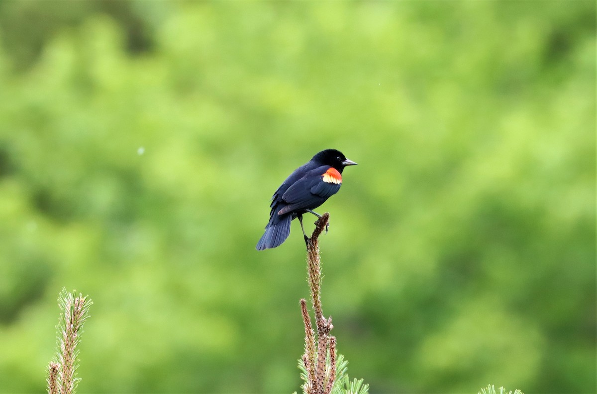 Red-winged Blackbird - ML337008521