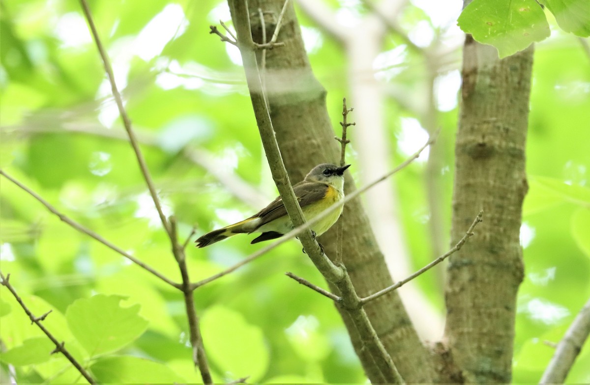 American Redstart - ML337009301