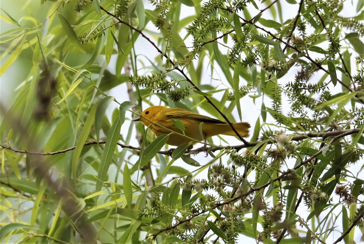 Yellow Warbler - ML337009571