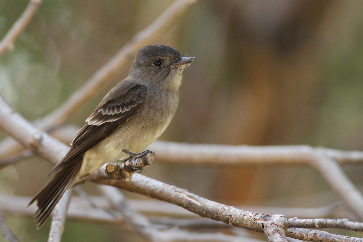 Western Wood-Pewee - ML337009741