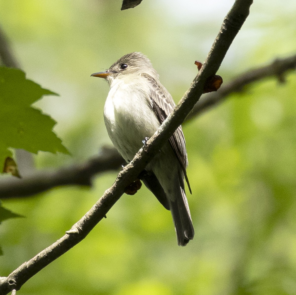 Eastern Wood-Pewee - ML337011801