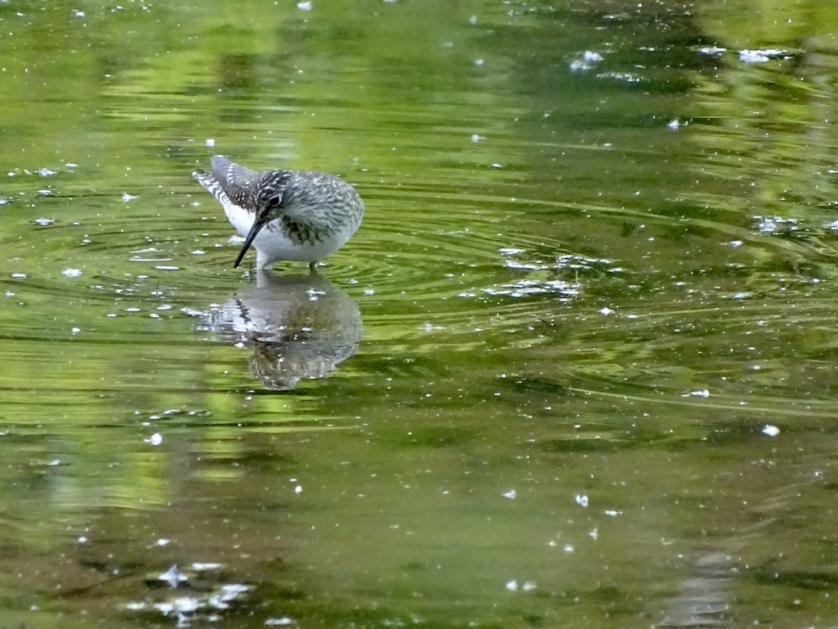 Solitary Sandpiper - ML337012041