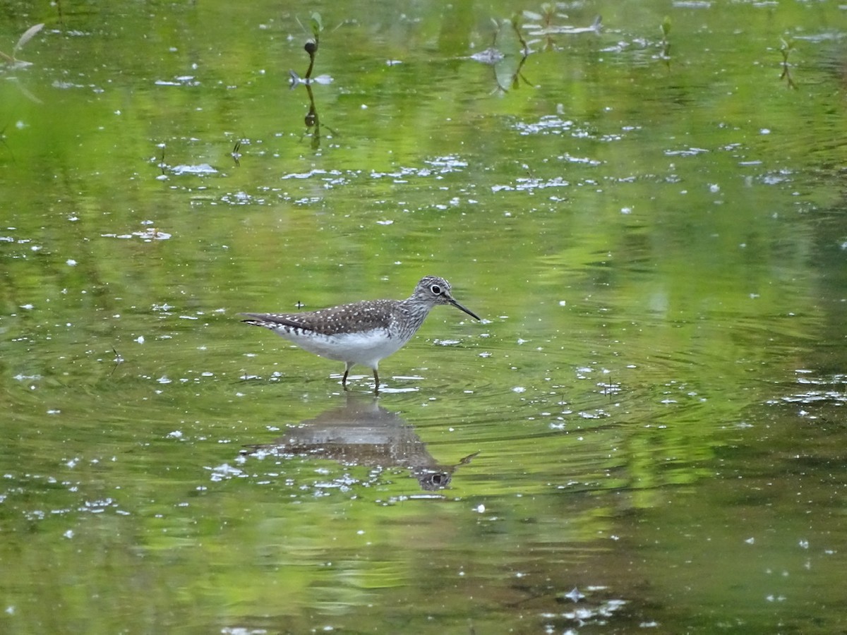 Solitary Sandpiper - ML337012051