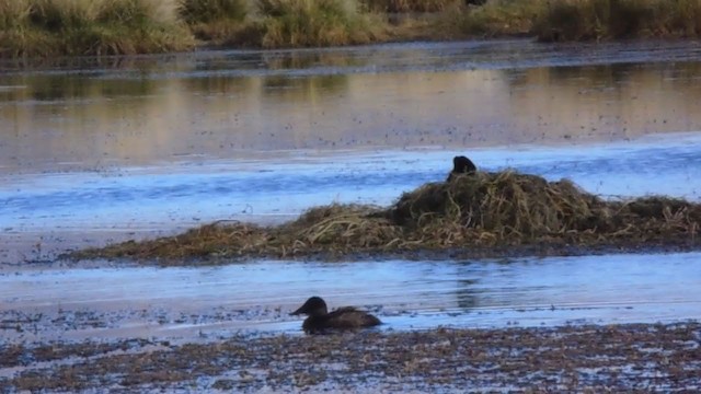 Giant Coot - ML337012181