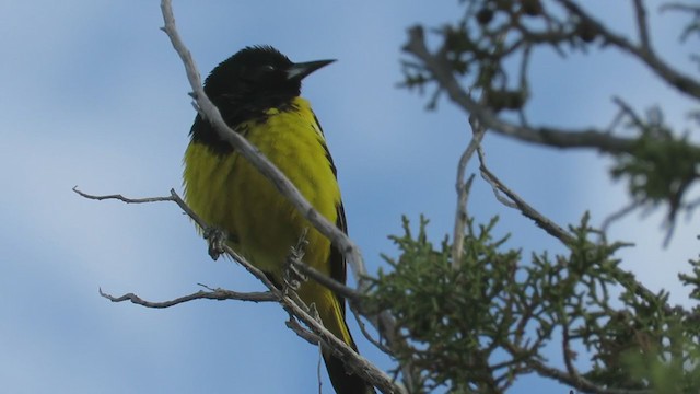 Oriole jaune-verdâtre - ML337012791