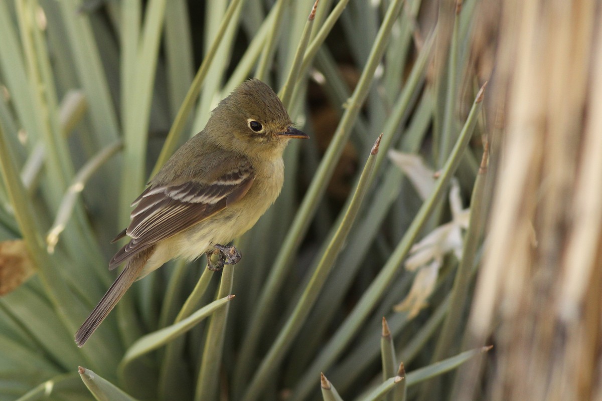 Western Flycatcher (Pacific-slope) - ML337012881